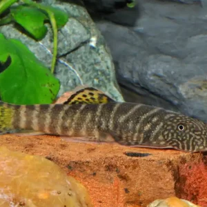 Zebra Flossensauger / Gelbschwanz-Flossensauger (Gastromyzon viriosus) Jetzt Bestellen